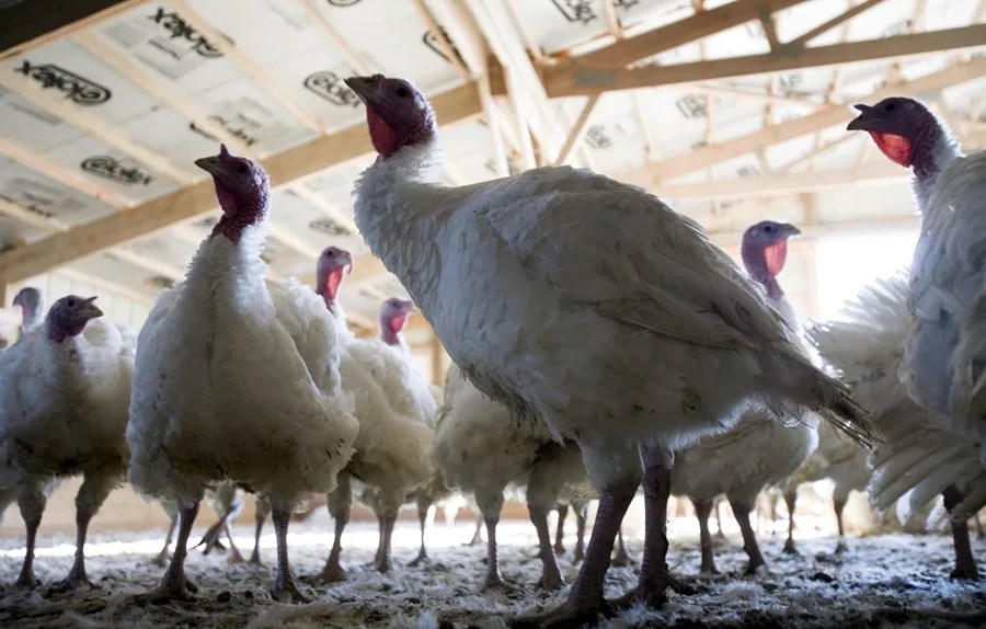 Declarado un foco de gripe aviar en una granja de pavos en Ahillones (Badajoz)