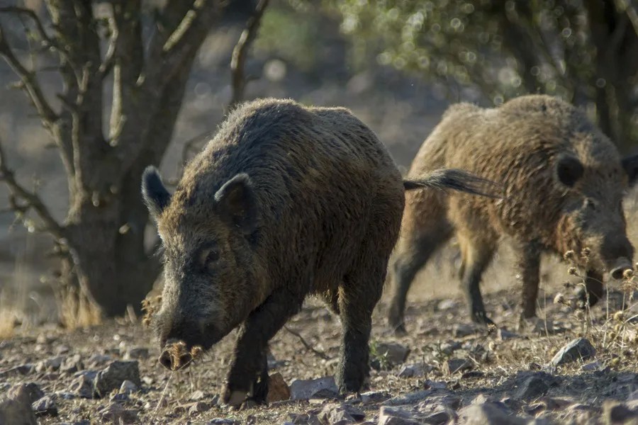 Hallados muertos por peste porcina africana 4 jabalíes más en Collserola (Barcelona), donde se prohíben actividades al aire libre