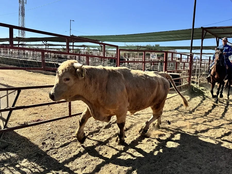 China impondrá cuotas y aranceles adicionales del 55 % al vacuno importado desde 2026