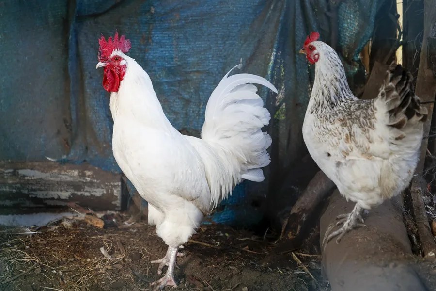 España levanta parcialmente el confinamiento de las aves de corral por la evolución favorable de la gripe aviar